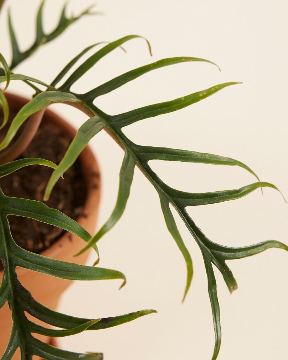 Philodendron Tortum