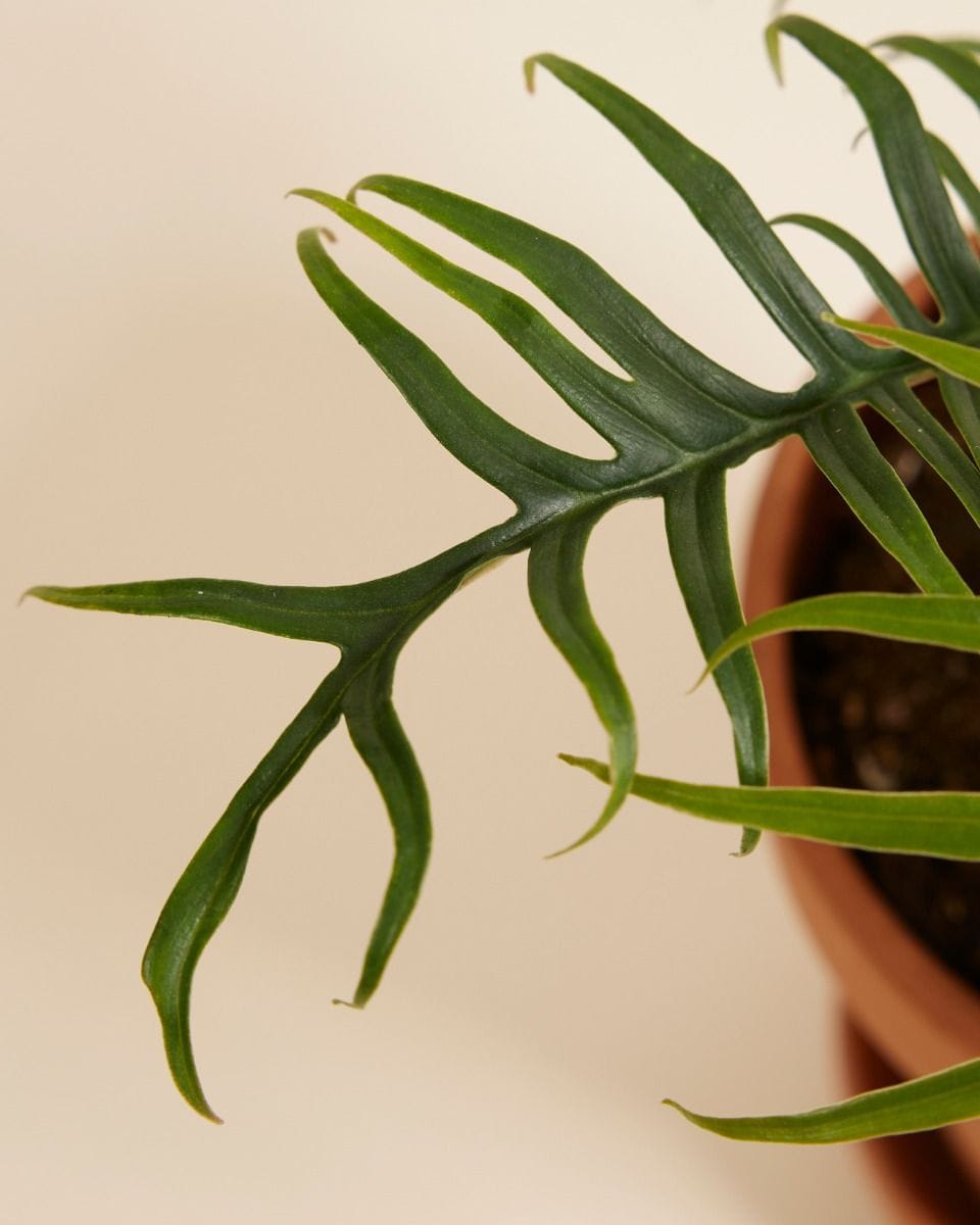 Philodendron Tortum