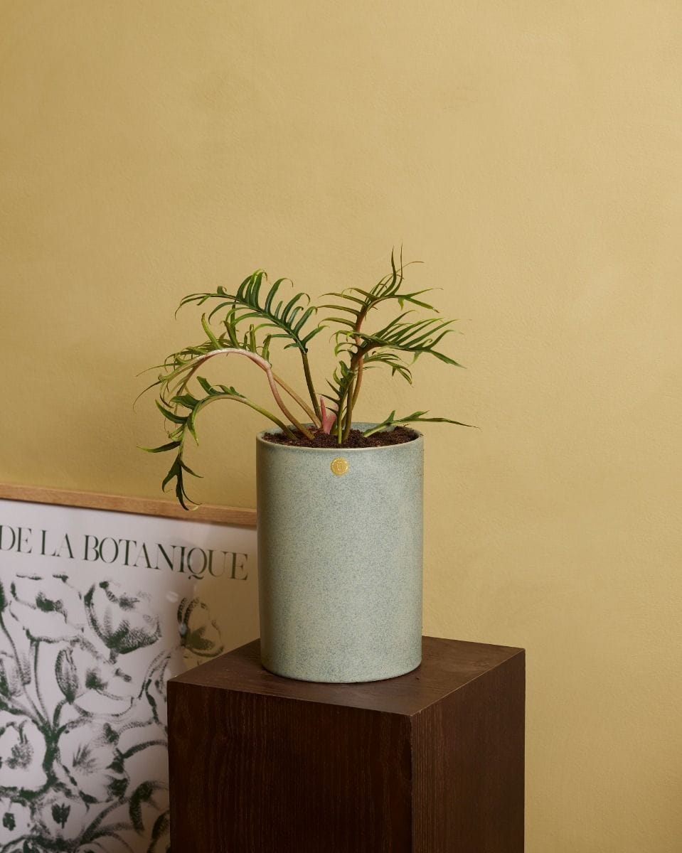 Philodendron Tortum