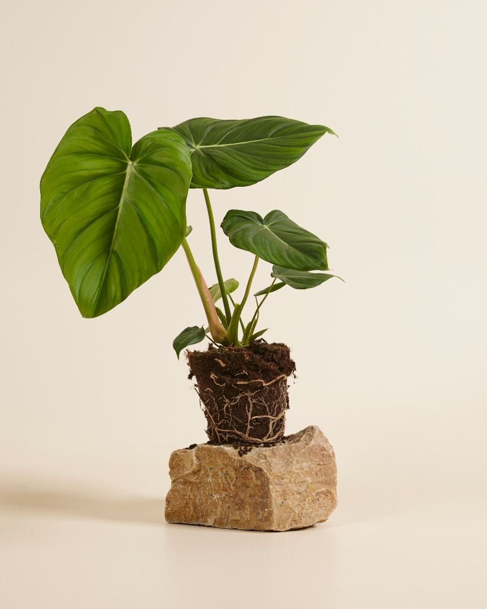 Philodendron McDowell
