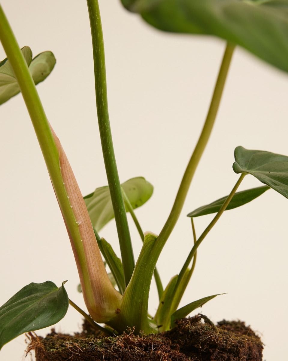 Philodendron McDowell