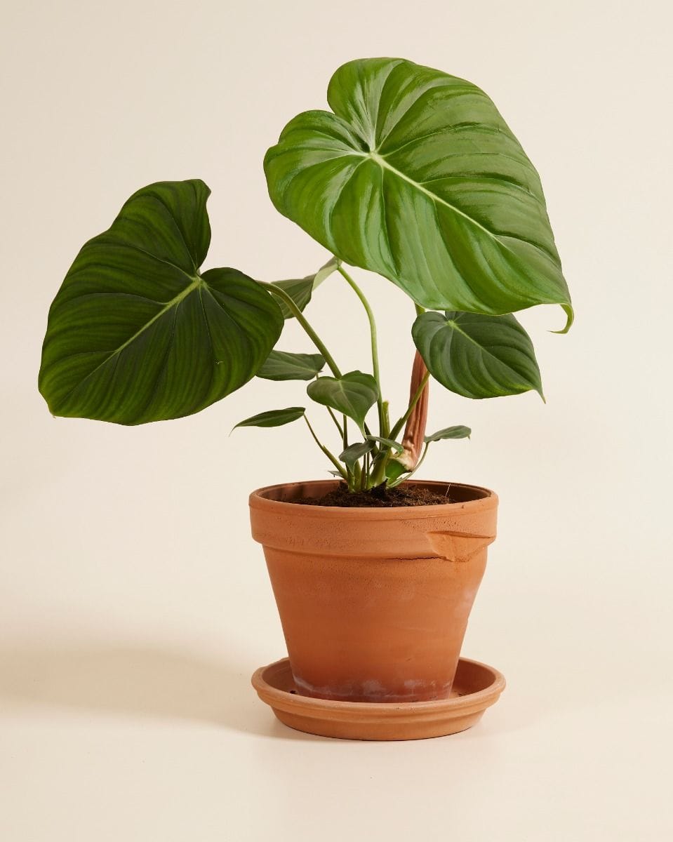 Philodendron McDowell