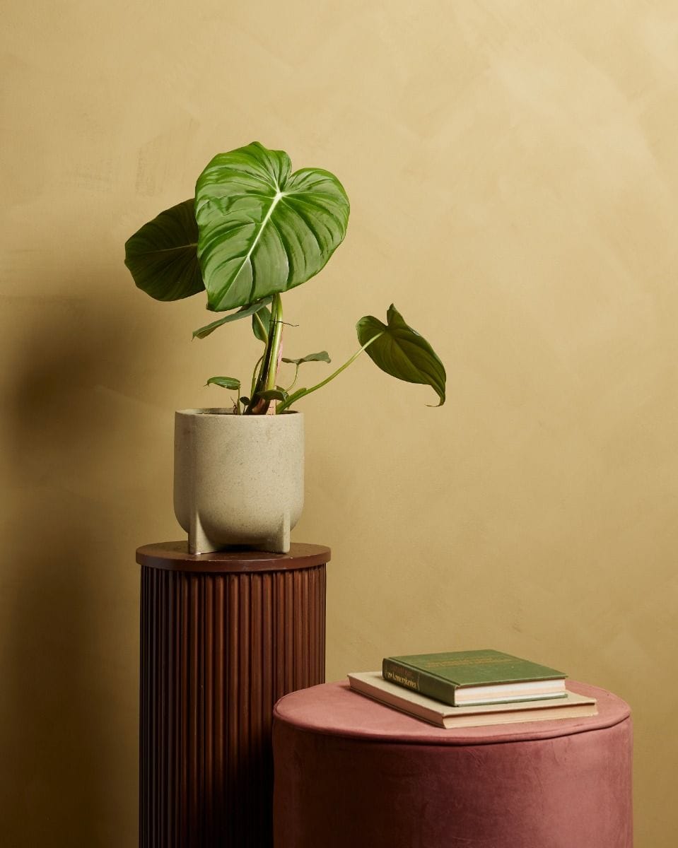 Philodendron McDowell