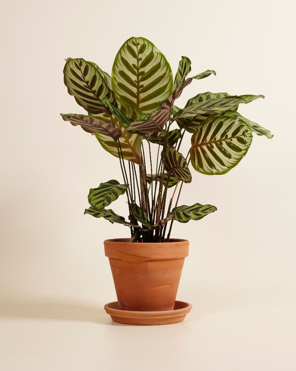 Calathea Peacock plant Makoyana