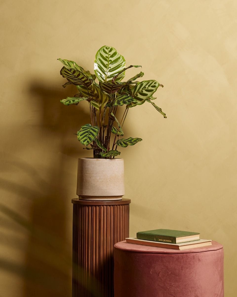 Calathea Peacock plant Makoyana
