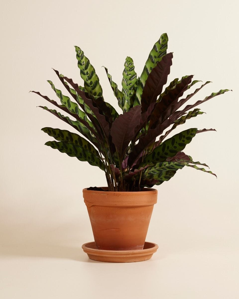 Calathea Rattlesnake plant Insigne