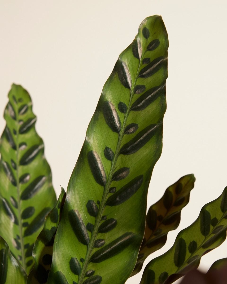 Calathea Rattlesnake plant Insigne