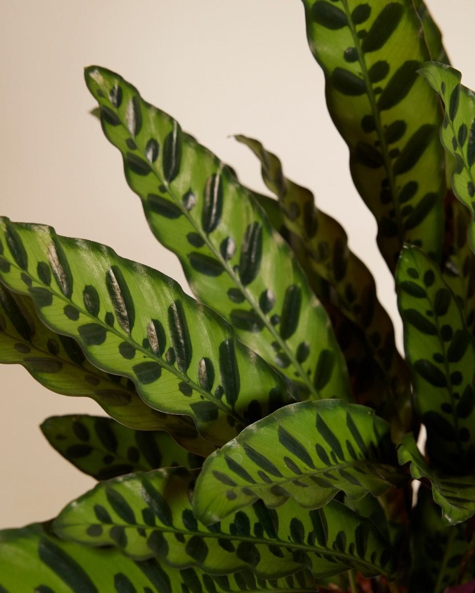 Calathea Rattlesnake plant Insigne