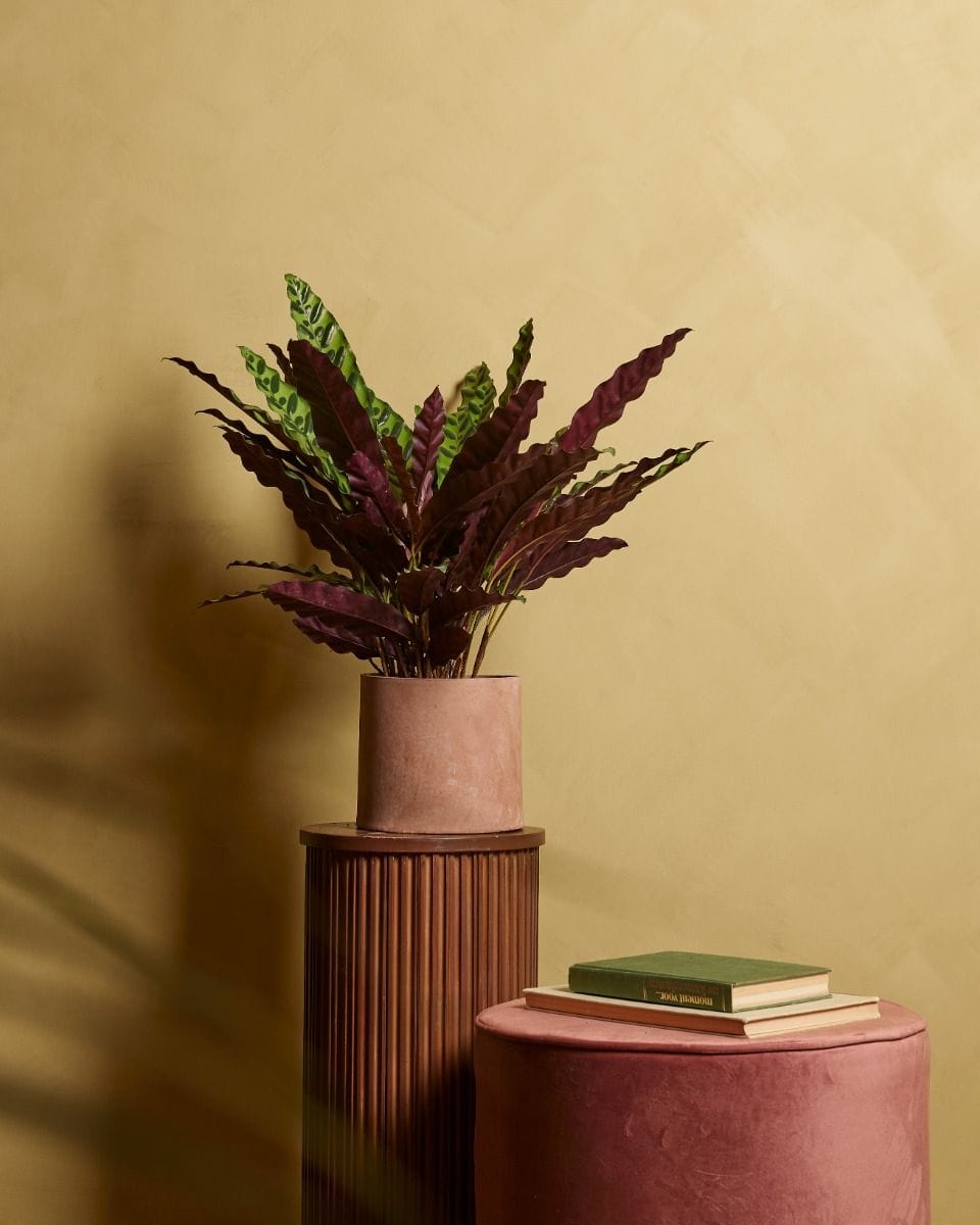 Calathea Rattlesnake plant Insigne