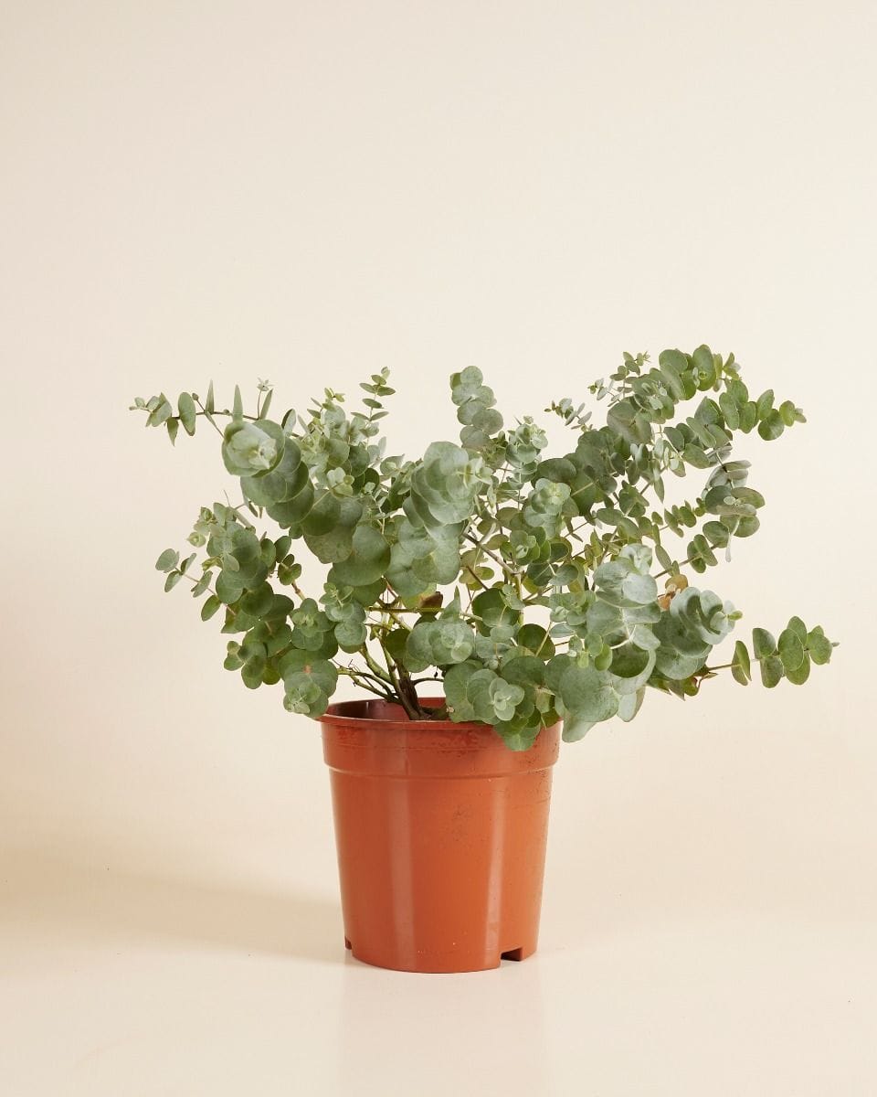 Eucalyptus Gunnii