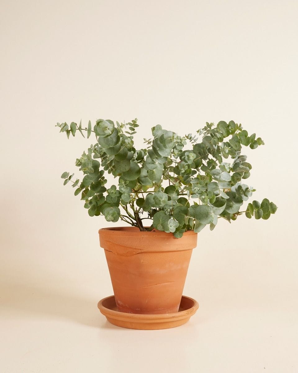 Eucalyptus Gunnii