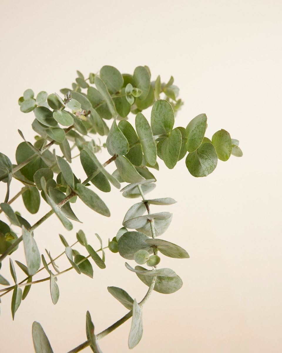 Eucalyptus Gunnii