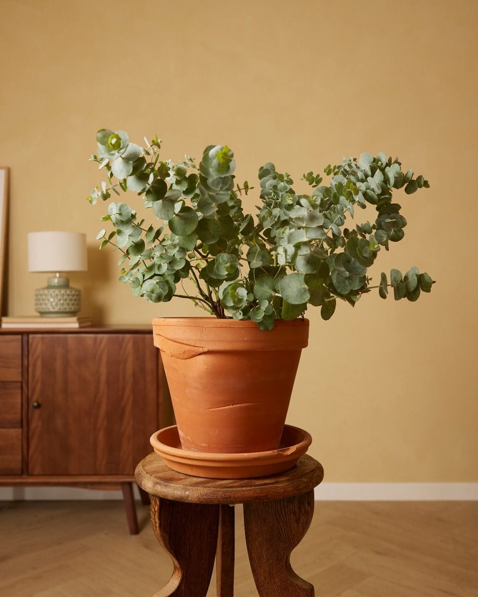 Eucalyptus Gunnii