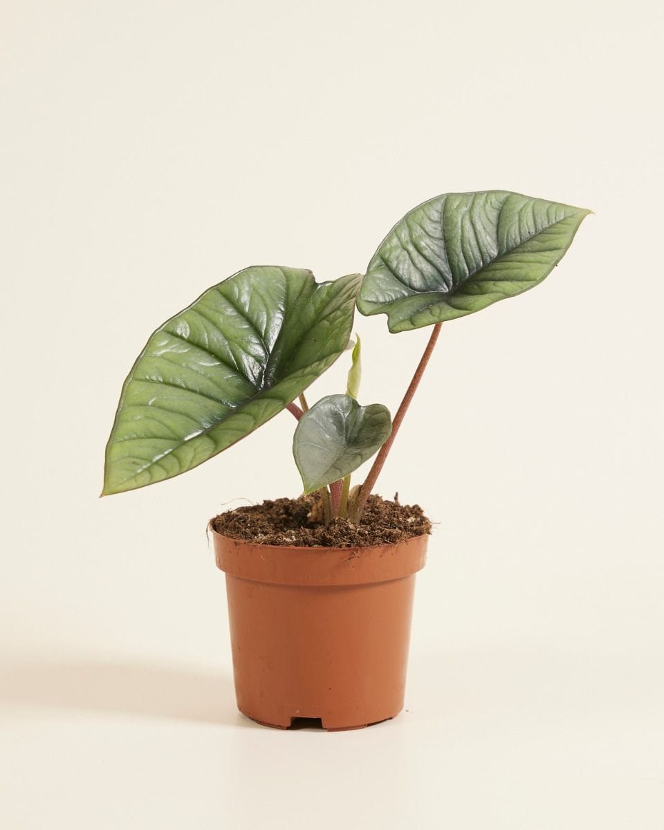Alocasia Oreille d'éléphant Platinum