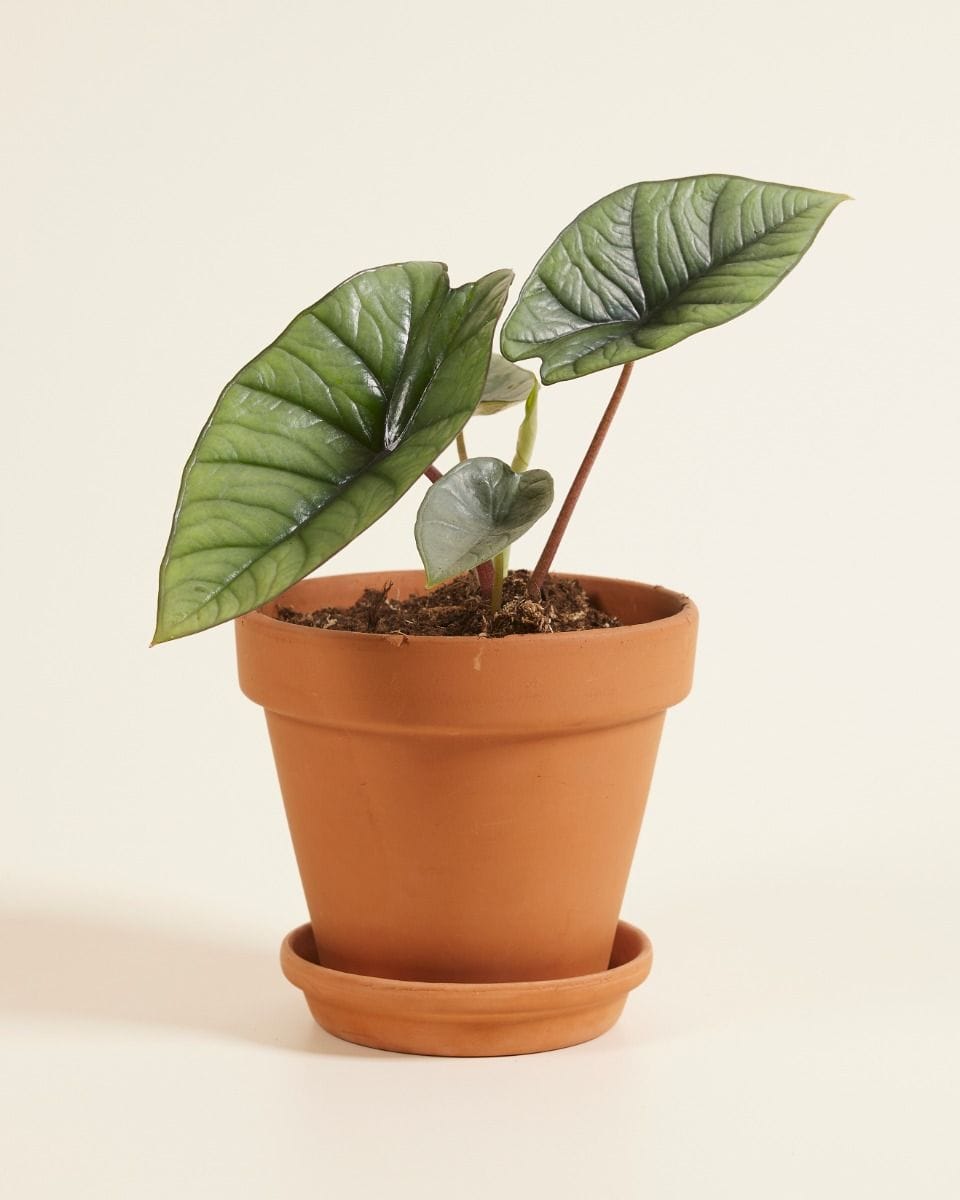 Alocasia Oreille d'éléphant Platinum