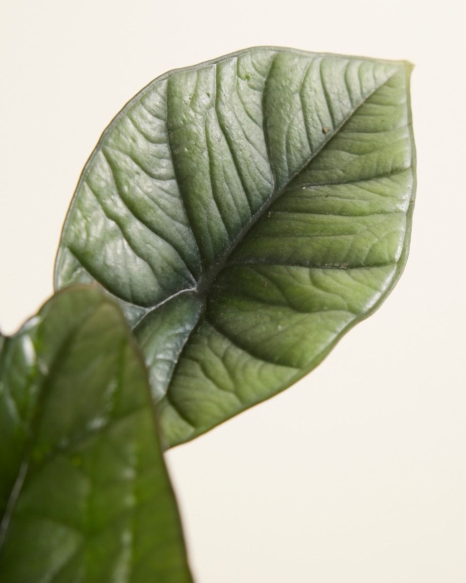 Alocasia Oreille d'éléphant Platinum