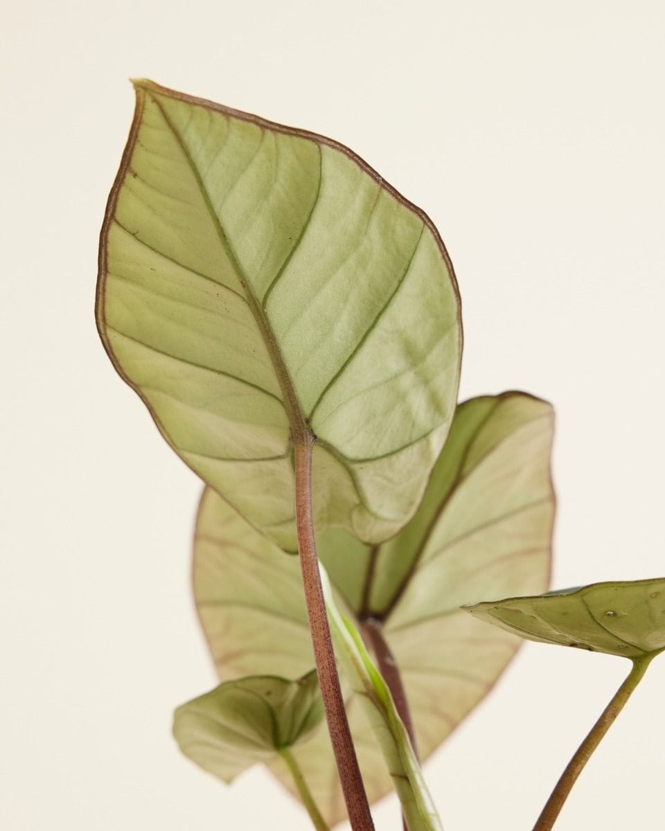 Alocasia Oreille d'éléphant Platinum