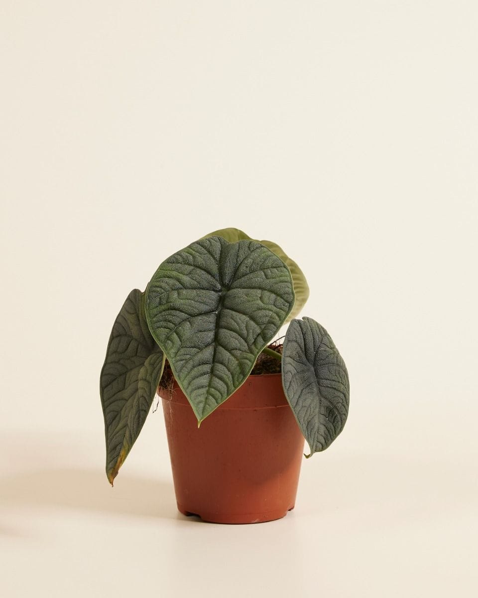 Alocasia Elephant Ears Melo