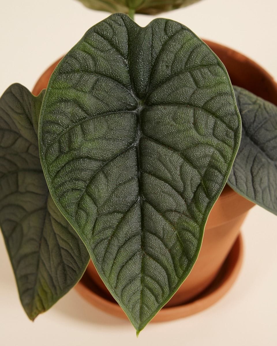 Alocasia Elephant Ears Melo