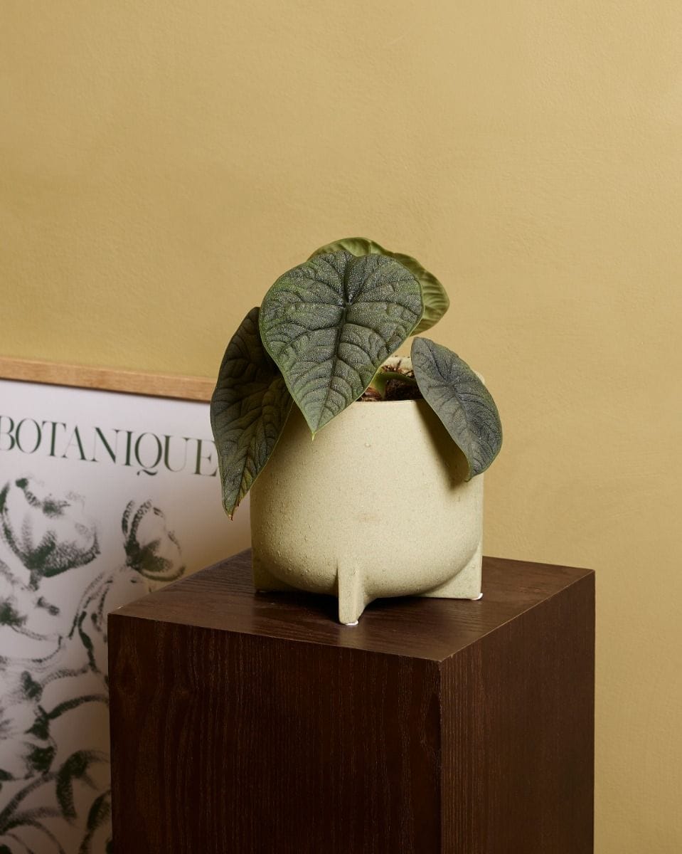 Alocasia Elephant Ears Melo