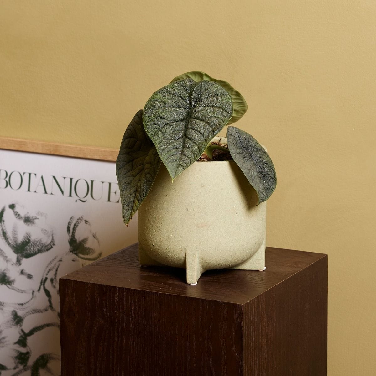 Alocasia Elephant Ears Melo