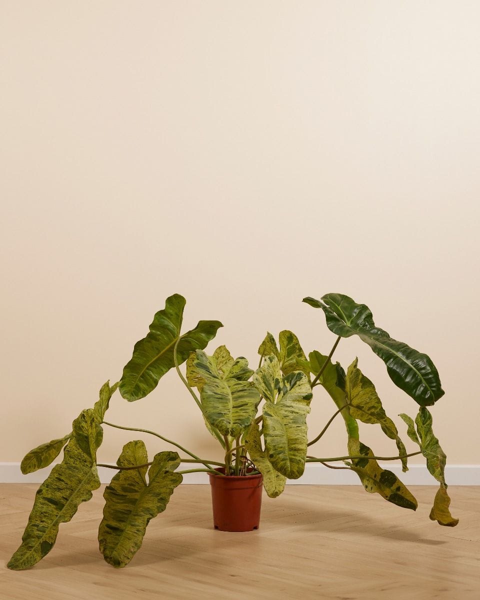 Philodendron Baumfreund Paraiso Verde