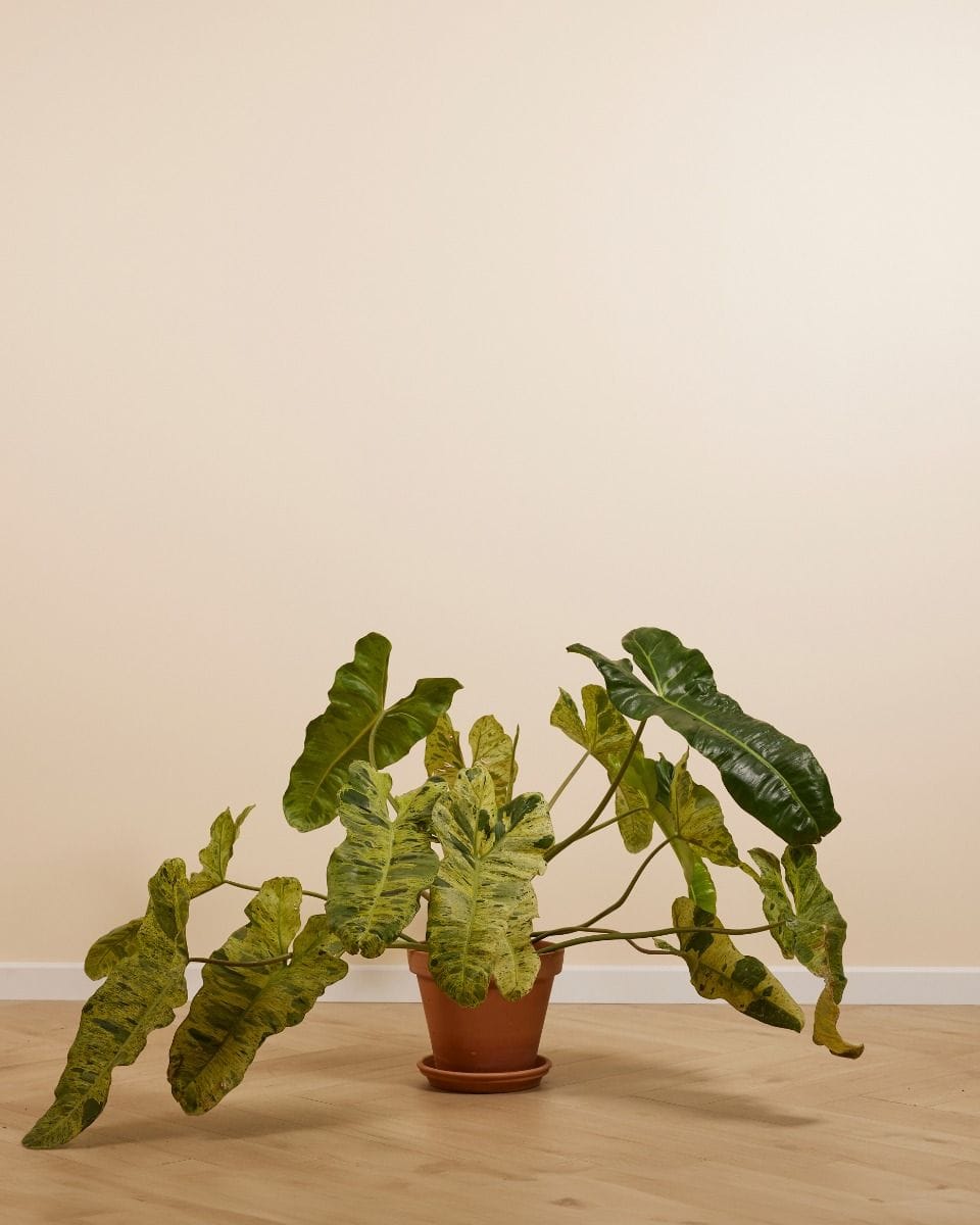 Philodendron Baumfreund Paraiso Verde