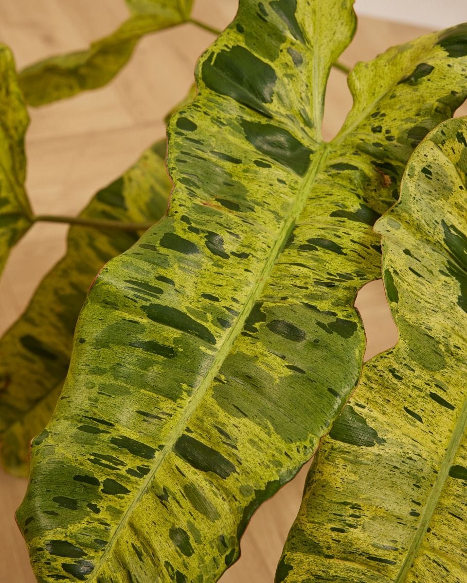 Philodendron Baumfreund Paraiso Verde