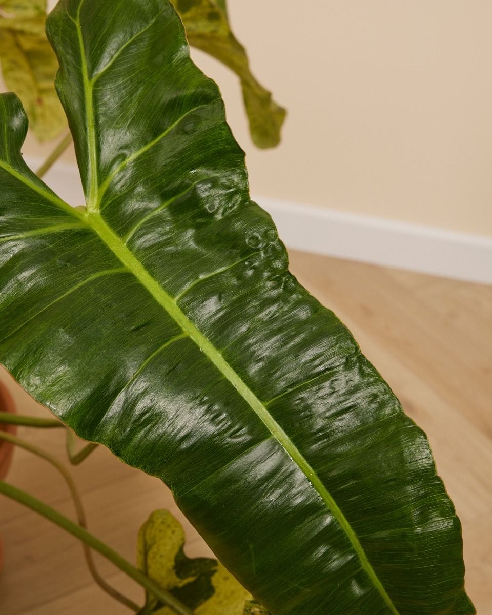 Philodendron Baumfreund Paraiso Verde