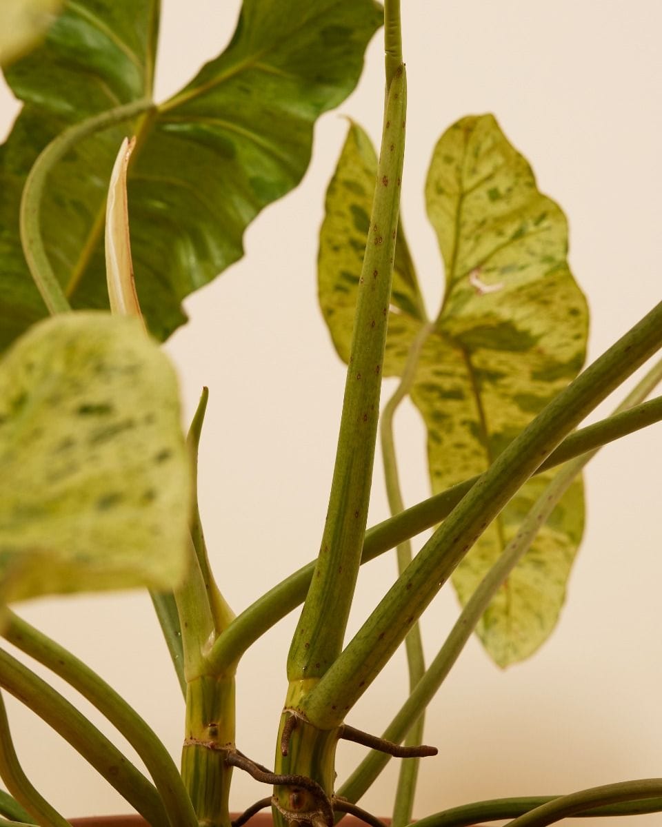 Philodendron Baumfreund Paraiso Verde