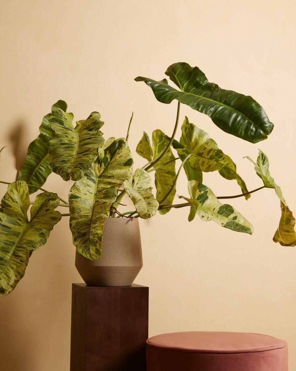 Philodendron Baumfreund Paraiso Verde