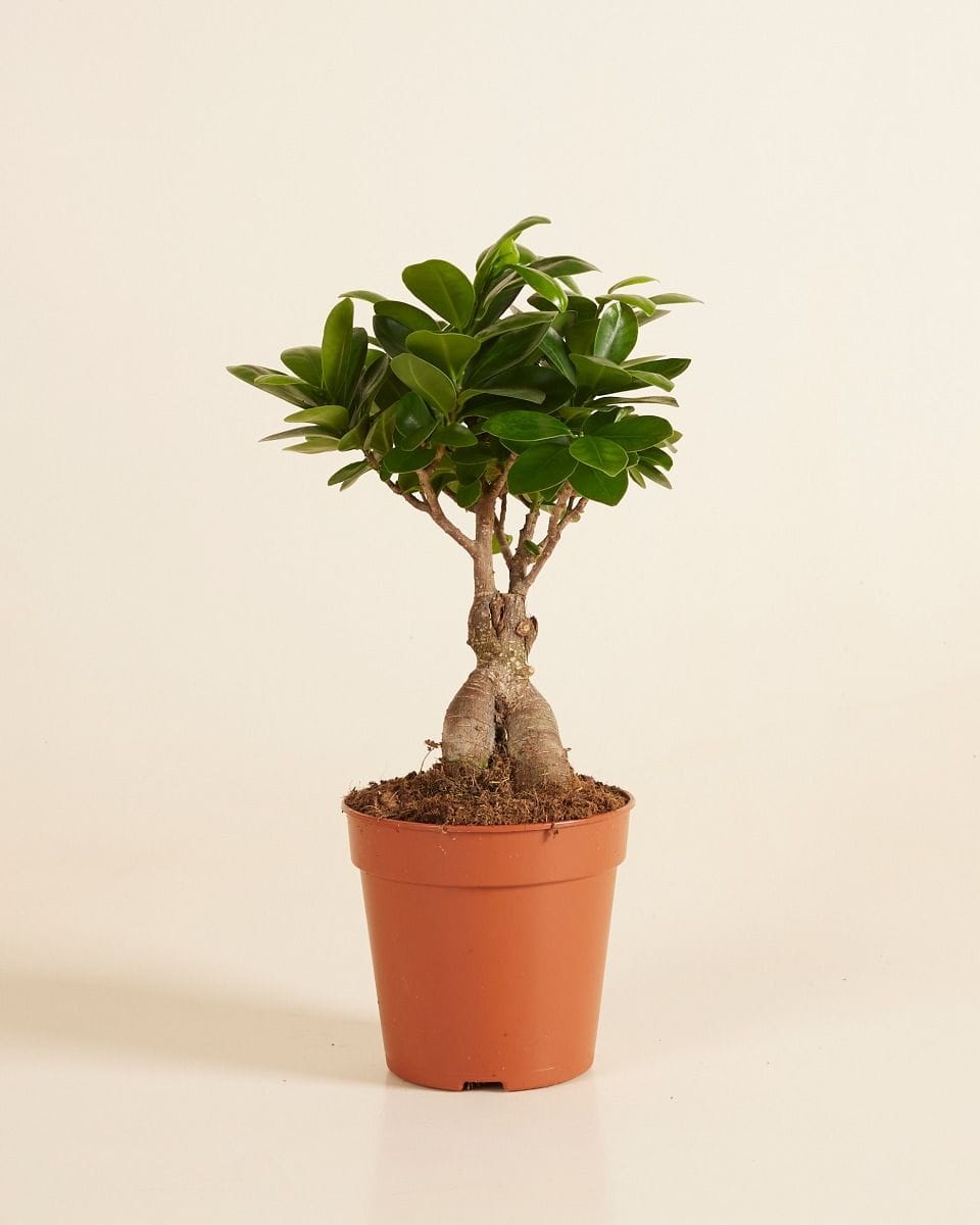 Ficus Rubberboom Ginseng