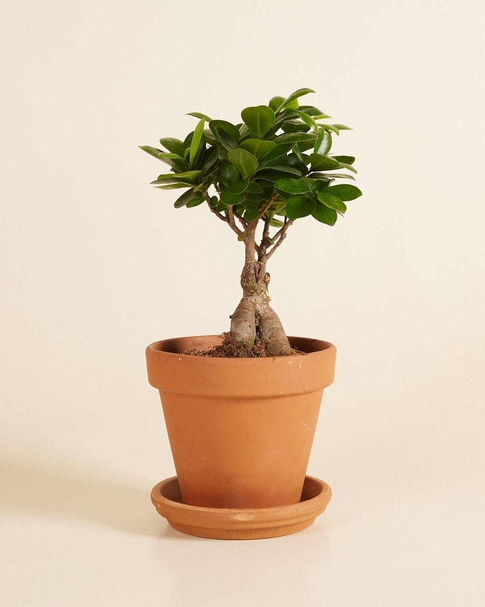 Ficus Rubberboom Ginseng