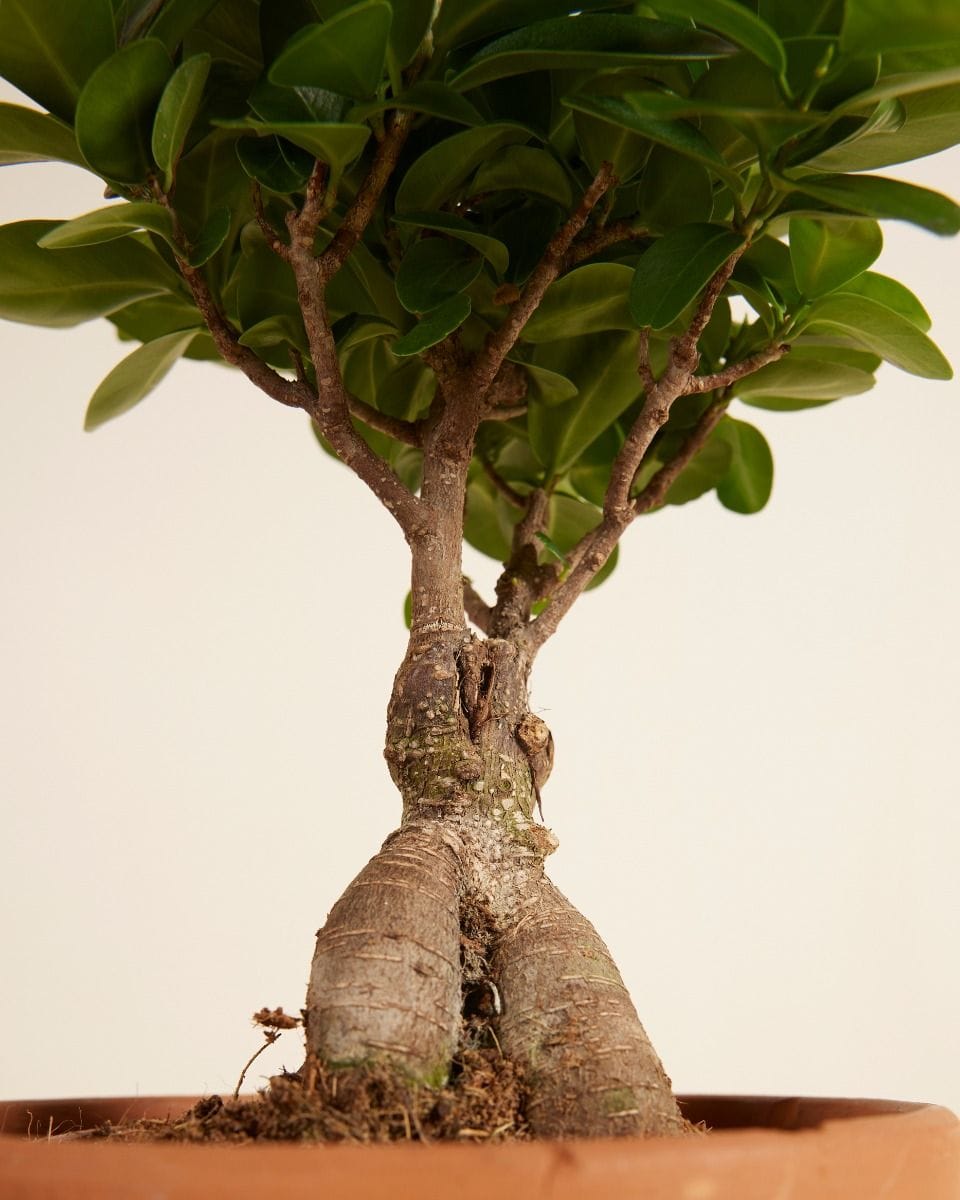 Ficus Rubberboom Ginseng