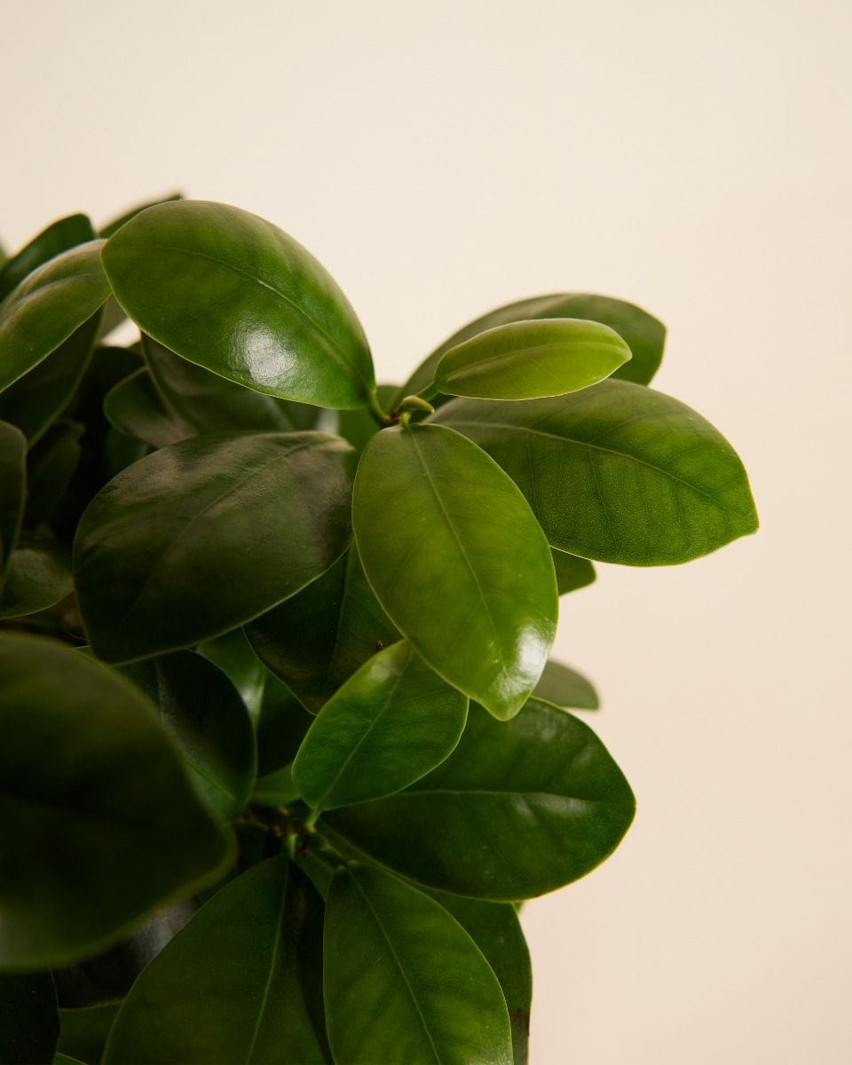 Ficus Rubberboom Ginseng