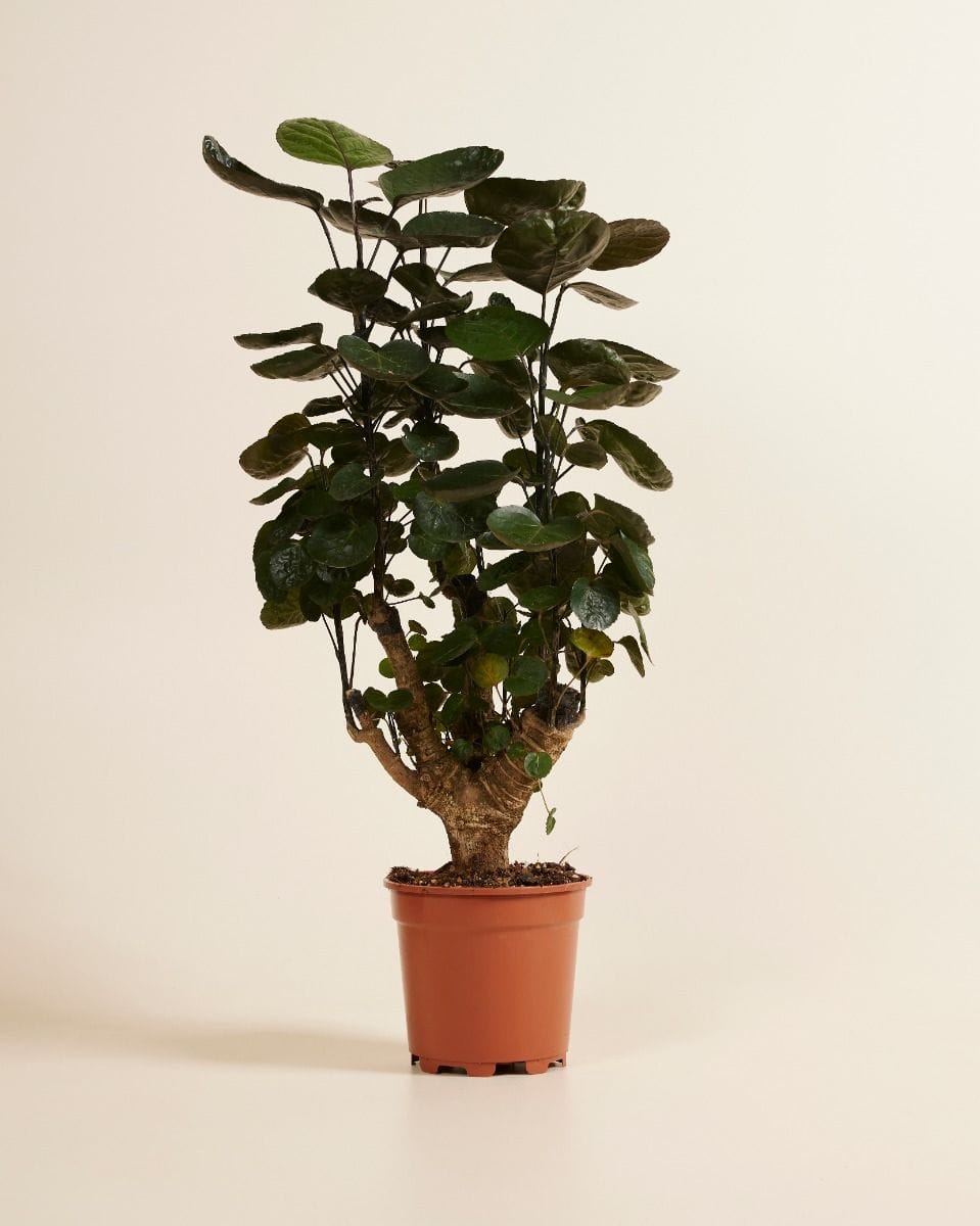Polyscias Fabian