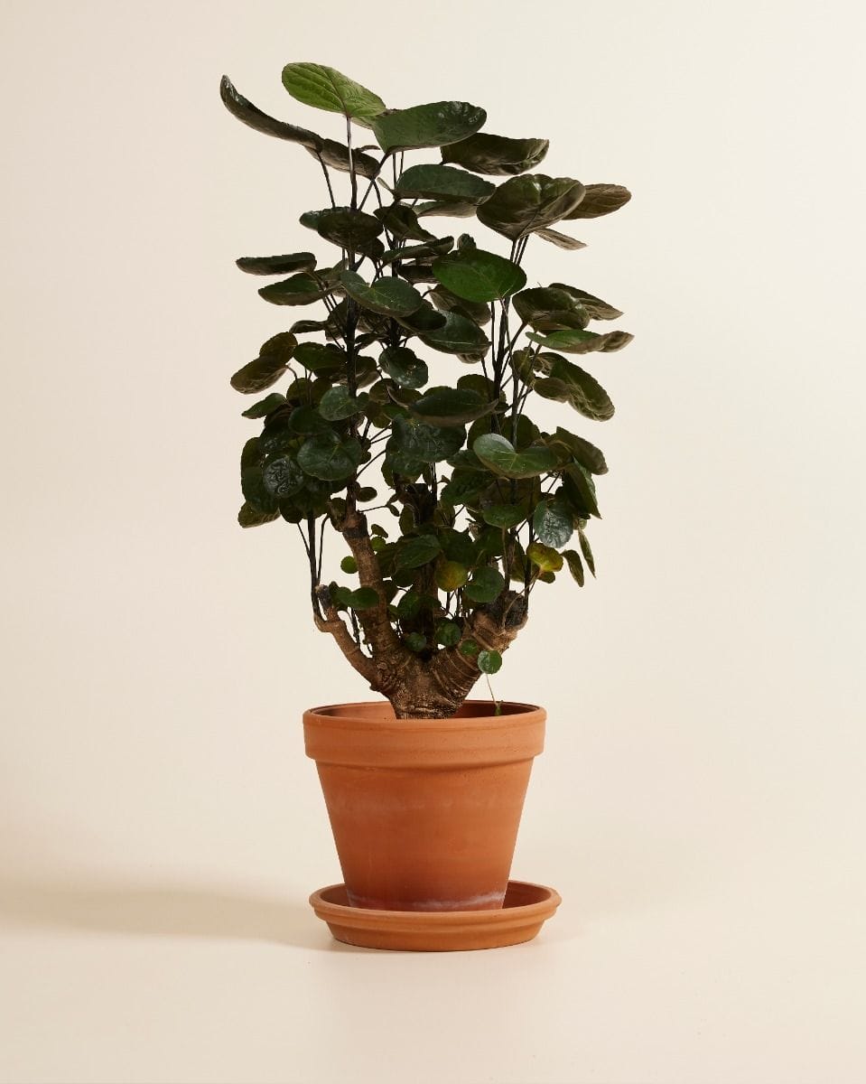 Polyscias Fabian