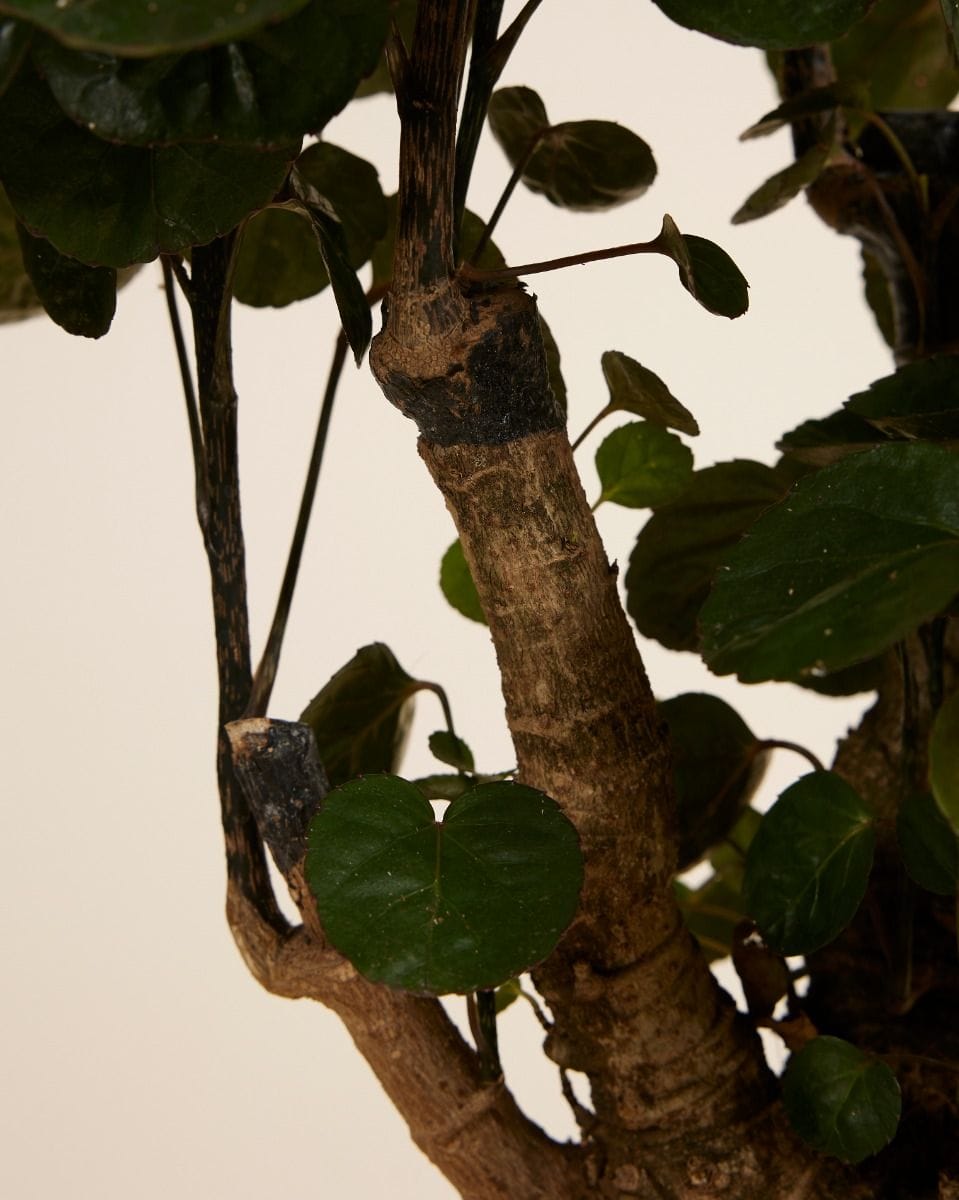 Polyscias Fabian