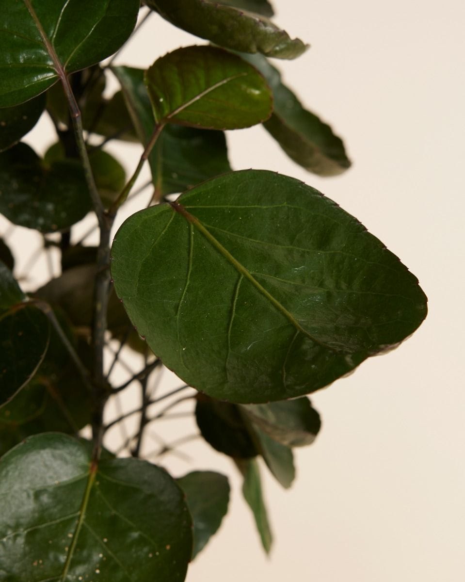 Polyscias Fabian