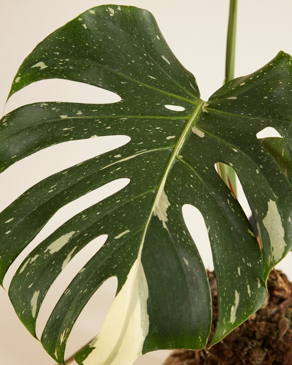 Monstera Thai Constellation (B-grade)