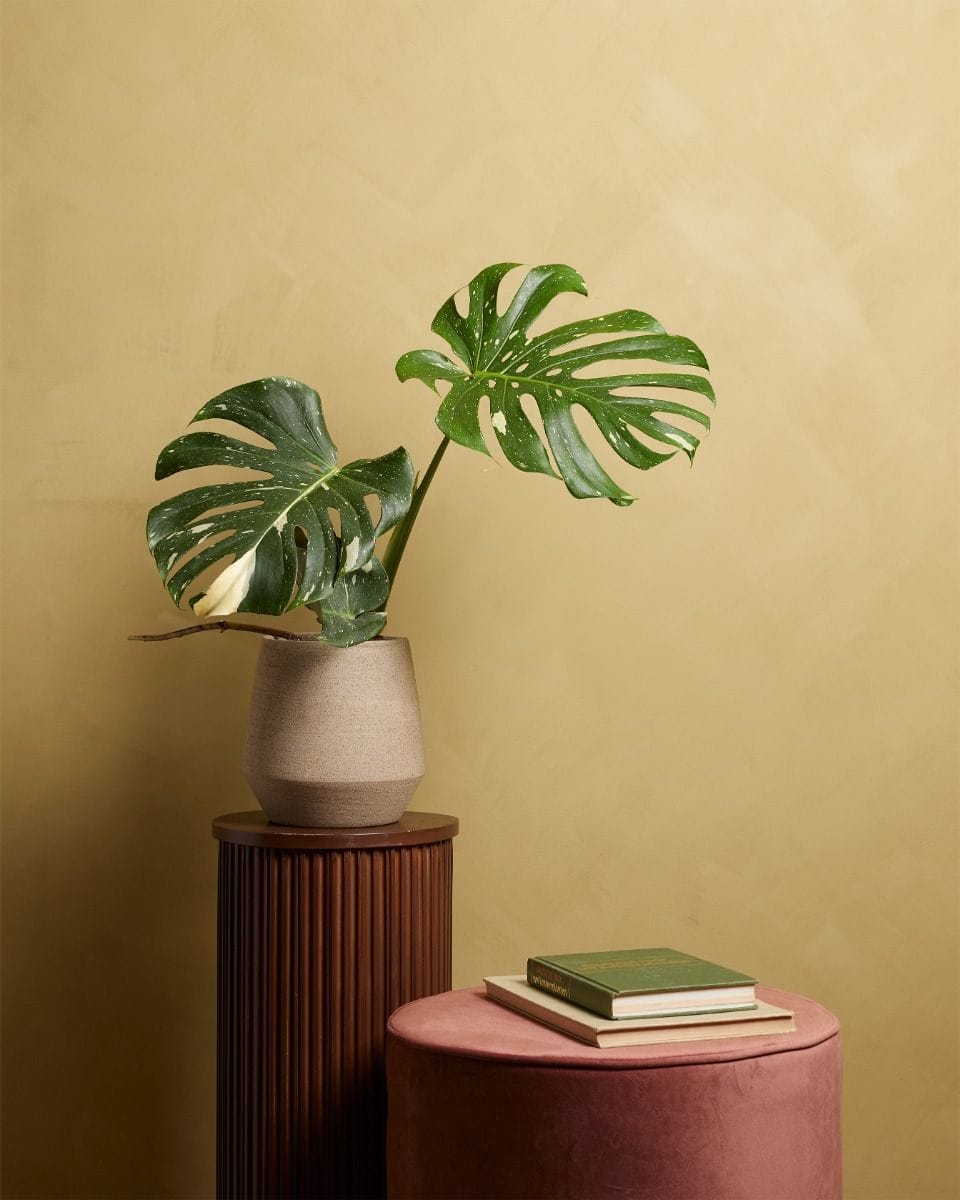 Monstera Thai Constellation (B-grade)