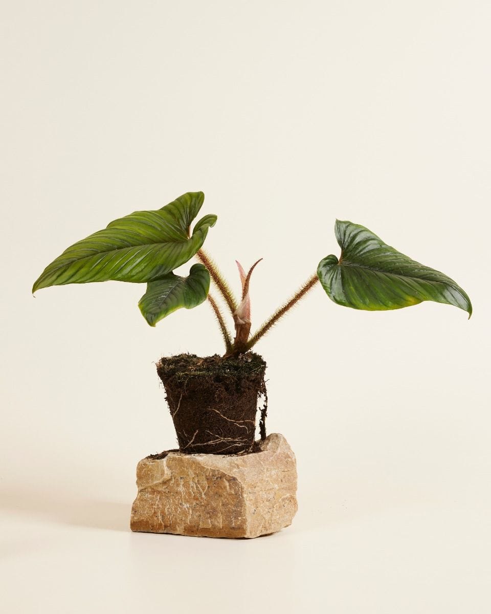 Philodendron Baumfreund Serpens
