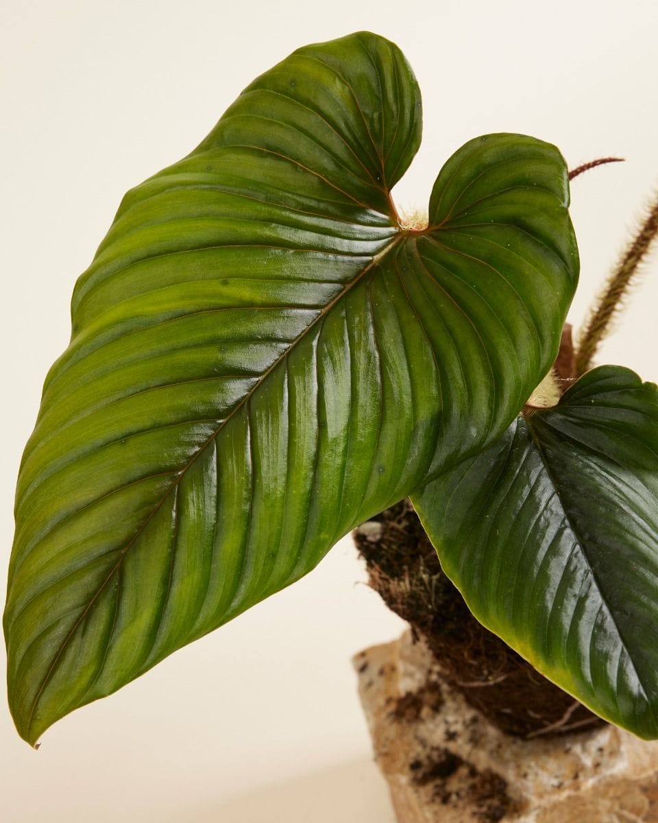 Philodendron Baumfreund Serpens