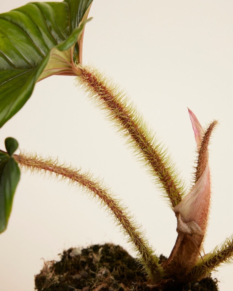 Philodendron Baumfreund Serpens