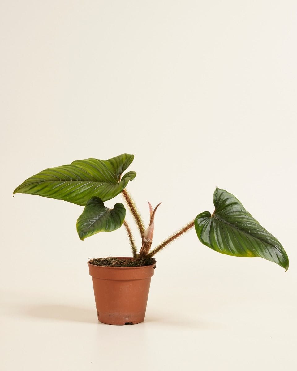 Philodendron Baumfreund Serpens
