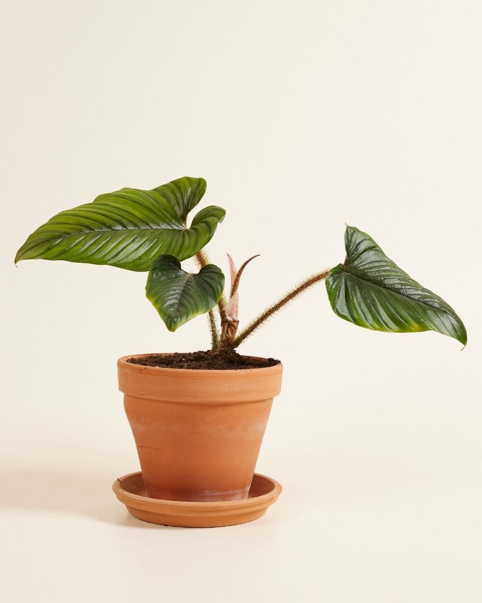 Philodendron Baumfreund Serpens