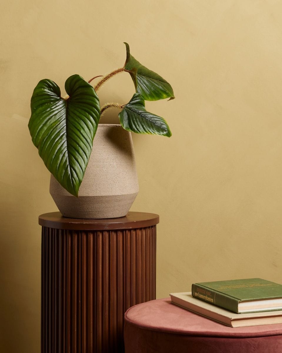 Philodendron Baumfreund Serpens