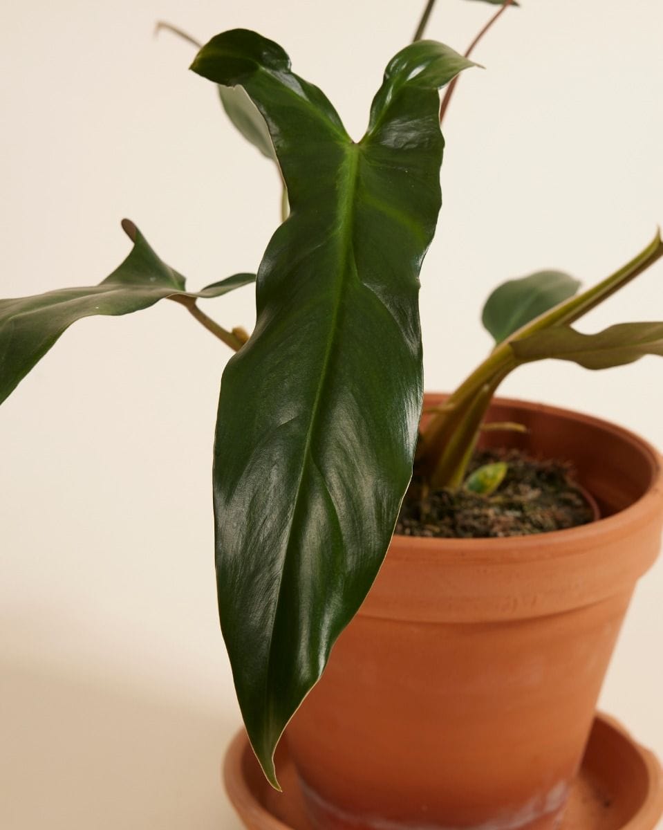 Philodendron Baumfreund Mexicanum