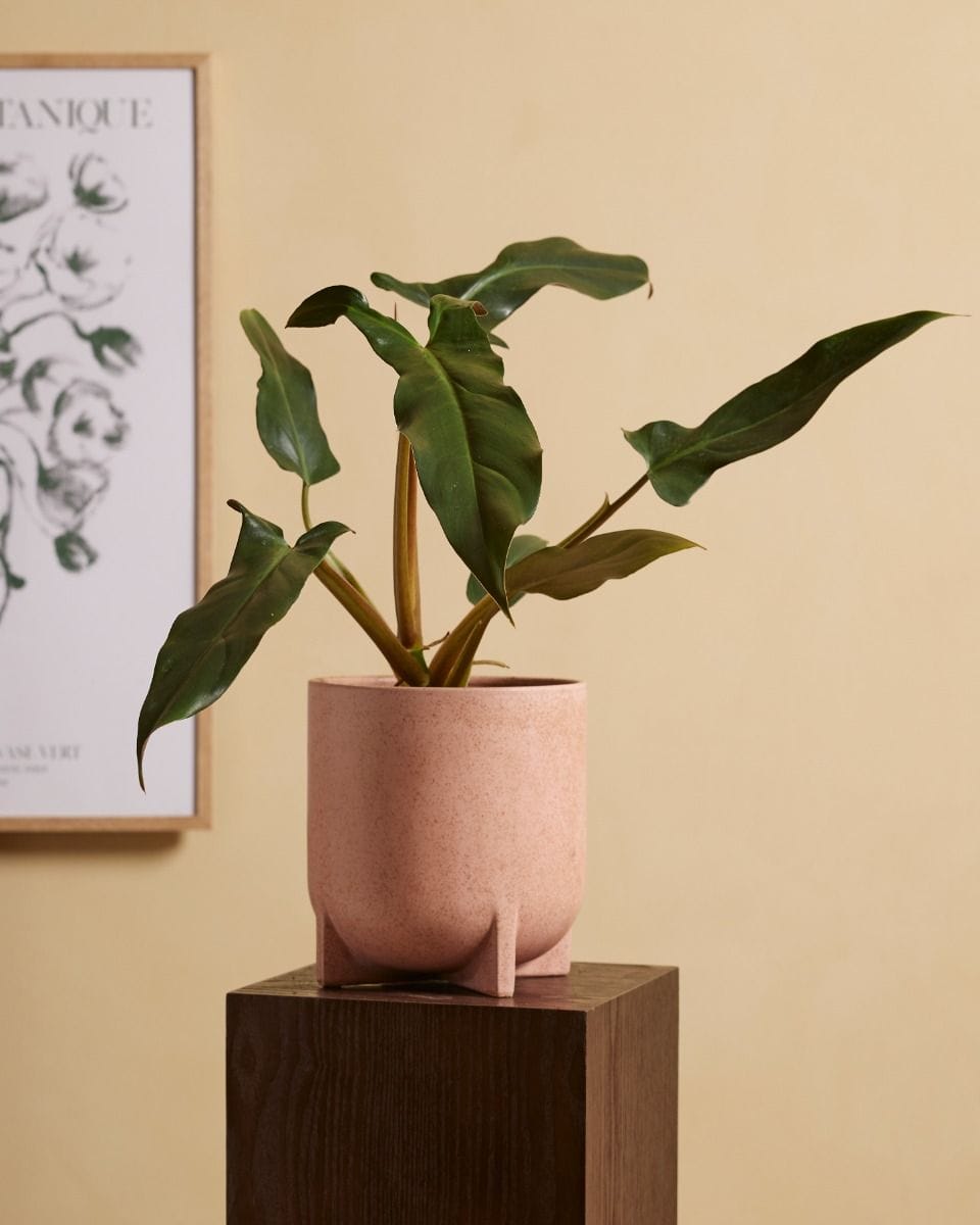 Philodendron Baumfreund Mexicanum