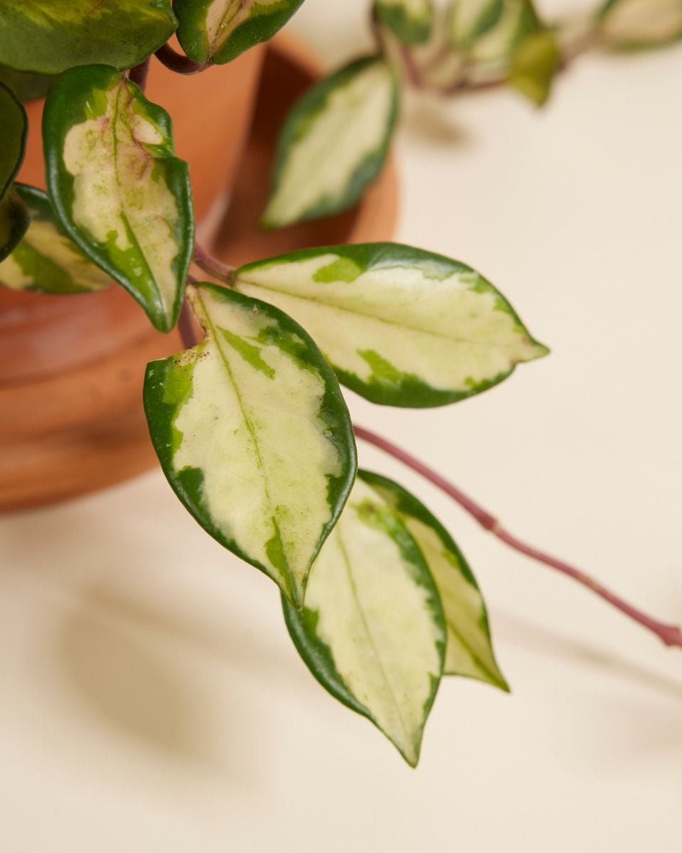 Hoya Carnosa Tricolor
